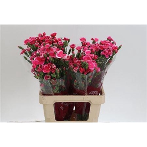 Di Te Solomio Lala Sabor