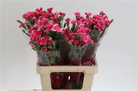 <h4>Di Te Solomio Lala Sabor</h4>