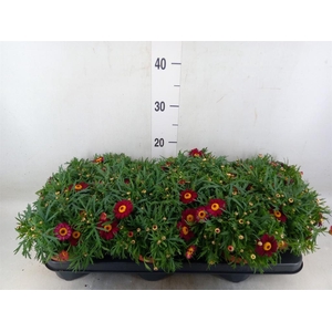 Argyranthemum  'Percussion Red'