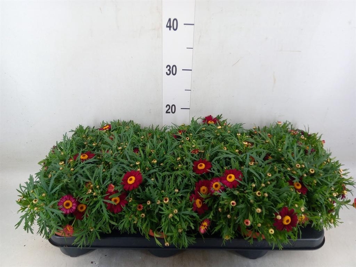<h4>Argyranthemum  'Percussion Red'</h4>