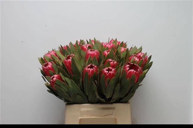 <h4>PROTEA BRENDA</h4>