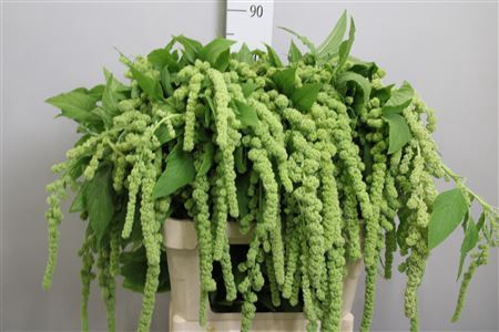 <h4>Amaranthus caud. 'Cycloop'</h4>