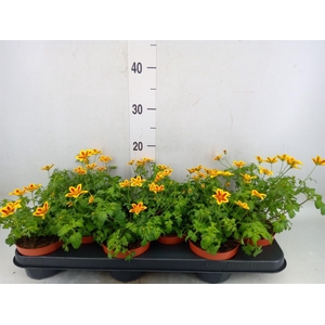 Bidens fer. 'Yellow Charm'