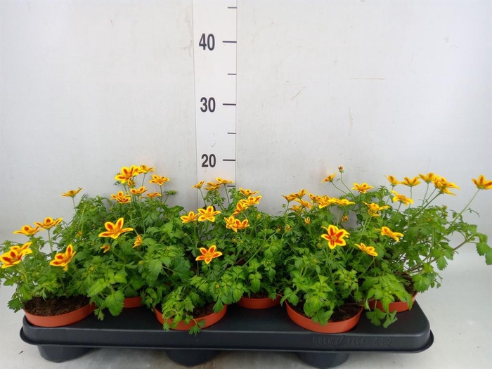 <h4>Bidens fer. 'Yellow Charm'</h4>