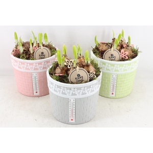 arr4 Narcis PL - Ker. pot  thermometer x3