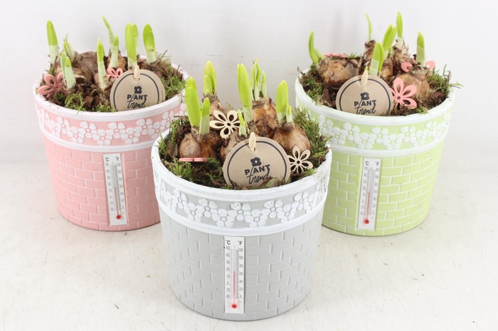 <h4>arr4 Narcis PL - Ker. pot  thermometer x3</h4>