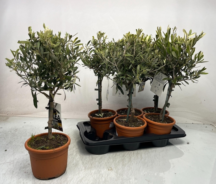 <h4>OLEA EUROPAEA</h4>