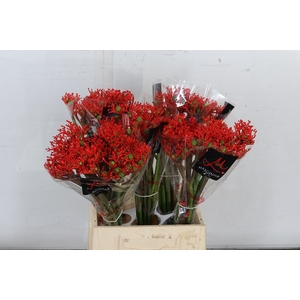 Jatropha P Firecrack