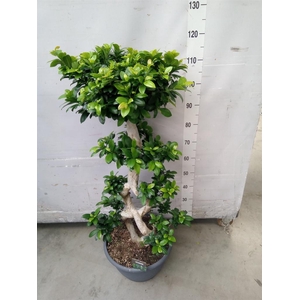 Ficus microcarpa 'Ginseng'