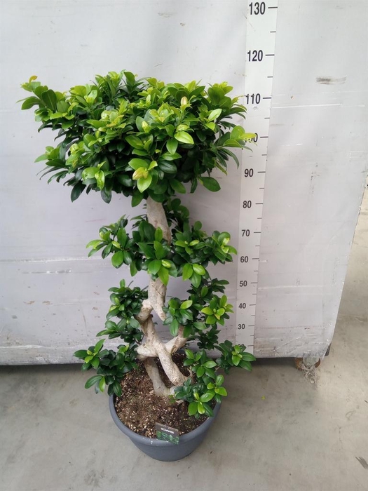 <h4>Ficus microcarpa 'Ginseng'</h4>