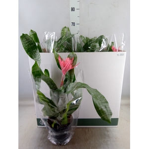 Aechmea fasciata 'Primera'