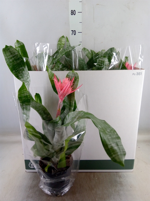 <h4>Aechmea fasciata 'Primera'</h4>