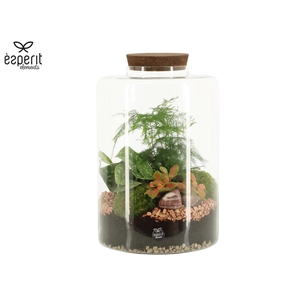 90881: Terrarium arrangement