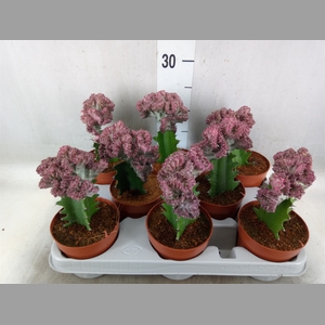 Euphorbia lactea