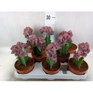 Euphorbia lactea