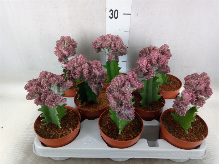 <h4>Euphorbia lactea</h4>