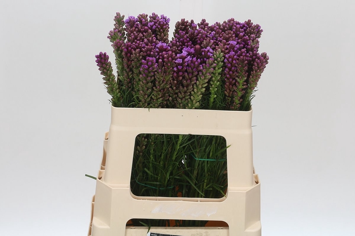 Liatris Spicata