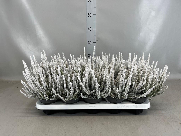 <h4>Calluna vulg. 'Skyline Barcelona'</h4>