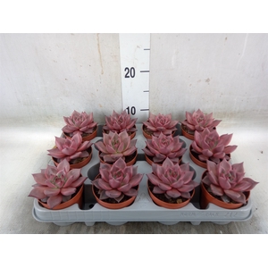 Echeveria  'Taurus'