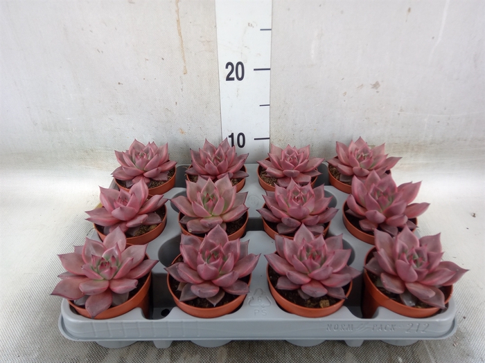 <h4>Echeveria  'Taurus'</h4>