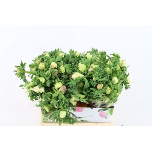 Anem Marianne Panda White