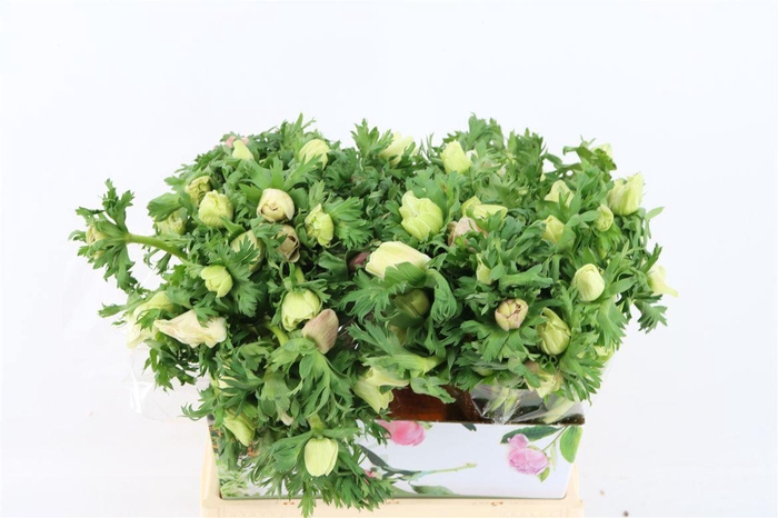 <h4>Anem Marianne Panda White</h4>