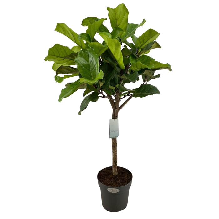 <h4>Ficus lyrata</h4>