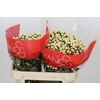 Hypericum Cool Romance Spray
