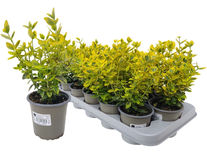 <h4>EUONYMUS FO EM GOLD</h4>