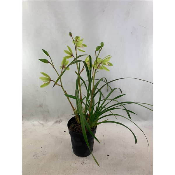 <h4>Cymbidium Wild Green 2-3 tak</h4>