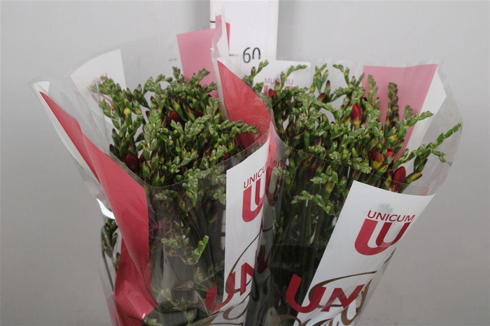 <h4>Fr En Red Baron</h4>