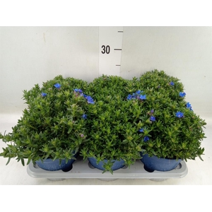 Glandora diffusa 'Heavenly Blue'