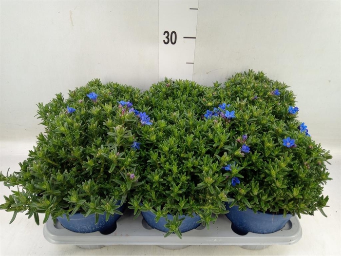 <h4>Glandora diffusa 'Heavenly Blue'</h4>