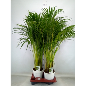 Dypsis lutescens   ...Chrysalidoca