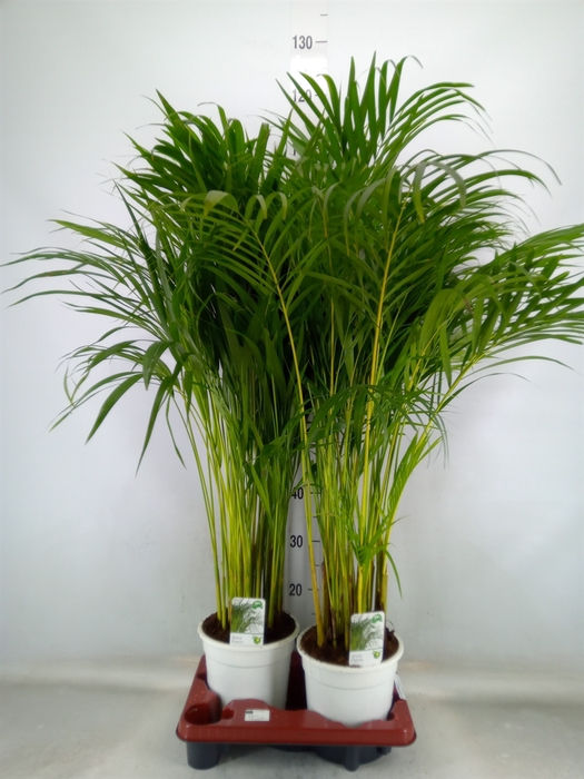 <h4>Dypsis lutescens   ...Chrysalidoca</h4>