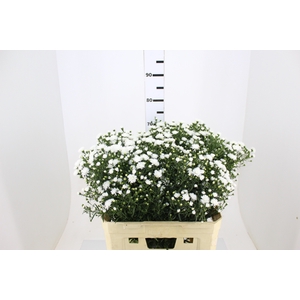 ASTER MARIANA 070 CM