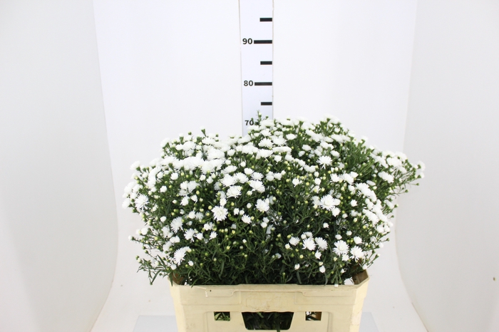 ASTER MARIANA 070 CM