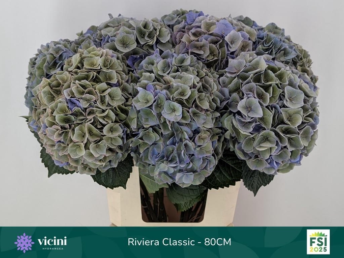 <h4>HYDR M MY RIVIERA CL</h4>