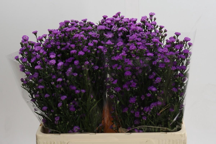 <h4>Aster Baby Pink</h4>