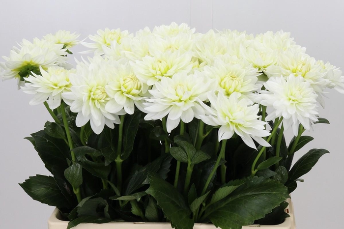 <h4>Dahlia Karma M. Zwaan</h4>
