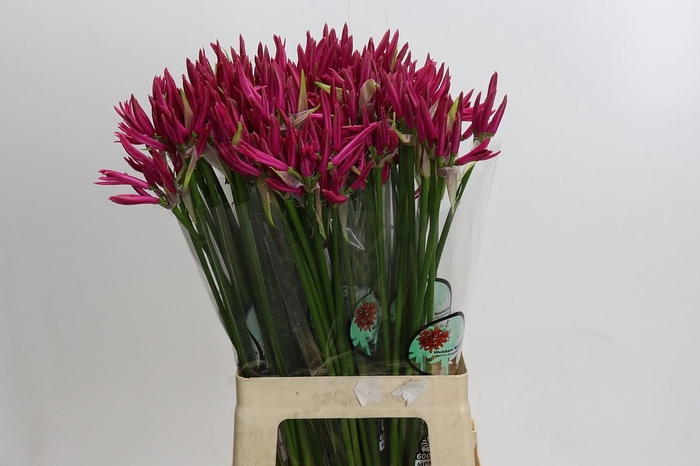 <h4>Nerine Favoriet</h4>