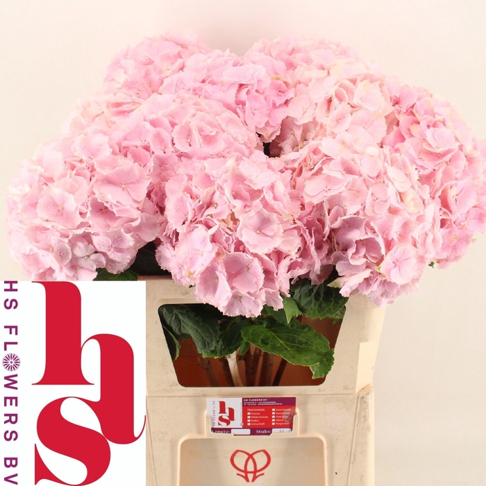 <h4>HYDR M CH VERENA</h4>