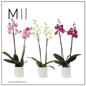 Phalaenopsis Love Mix 2 spike - 12cm in Atlanta White | Mimesis
