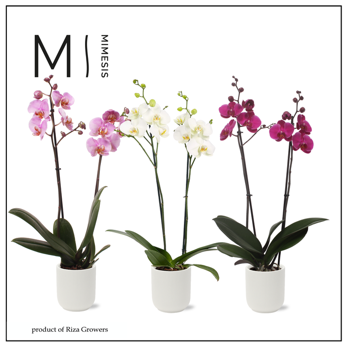 <h4>Phalaenopsis Love Mix 2 spike - 12cm in Atlanta White | Mimesis</h4>