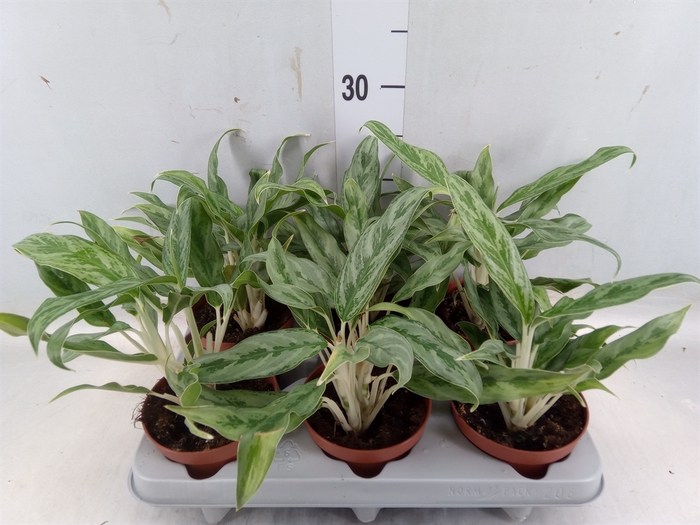 <h4>Aglaonema  'Greyhound'</h4>