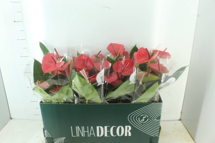 <h4>ANTHURIUM CASANOVA P15 VERMELHO PREMIUM</h4>