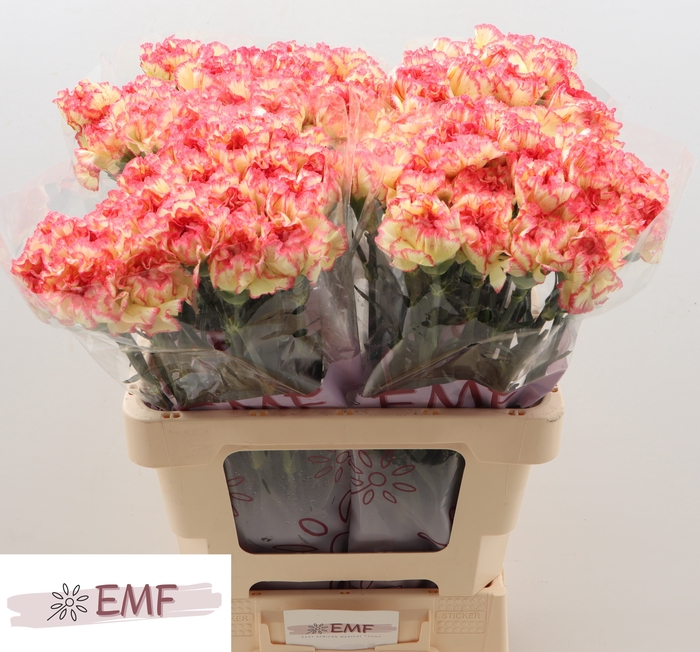 <h4>DI ST LORCA</h4>