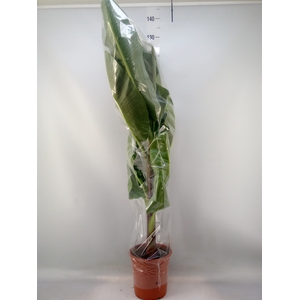 Musa  'Dwarf Cavendish'