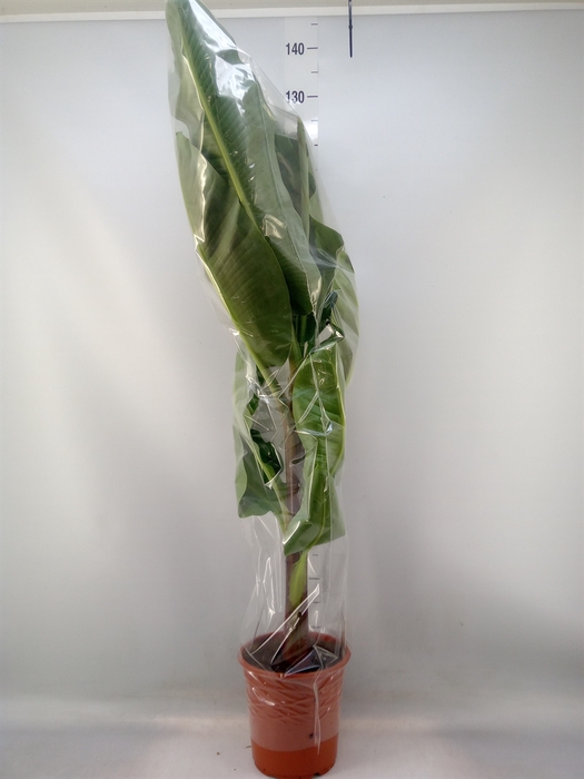 <h4>Musa  'Dwarf Cavendish'</h4>