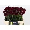Dahlia Black Fox